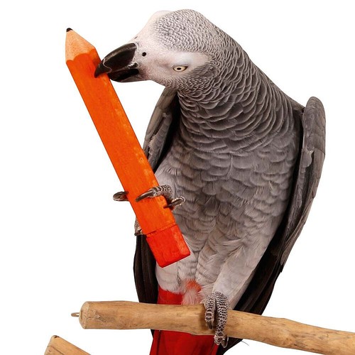 Pencil foot natural parrot - pencil,
