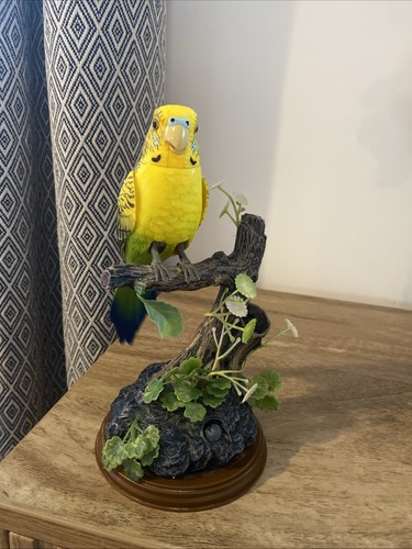 Talking parrot budgerigar bird - budgerigar,