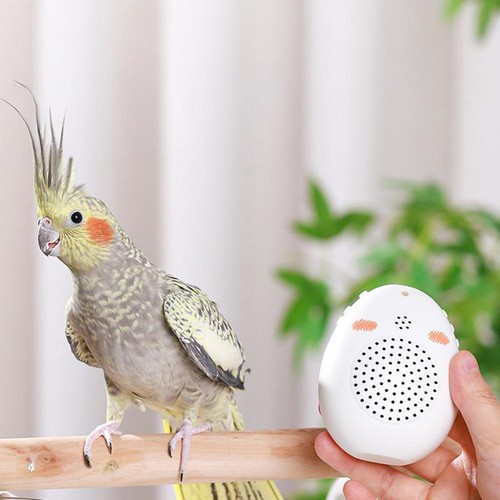 Parrot learning machine bird - parrot,